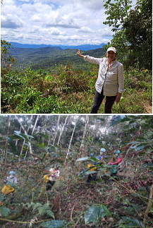 メキシココーヒー生豆