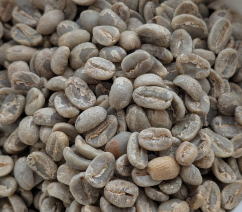 メキシコ・シエラ・マードレ生豆