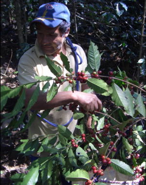 生産者とコーヒー畑